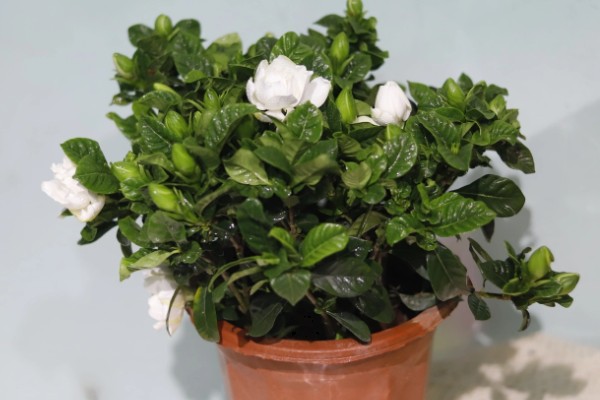 盆栽栀子花好不好养,盆栽栀子花很好养