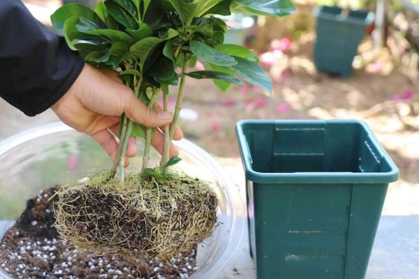 盆栽栀子花好不好养,盆栽栀子花很好养