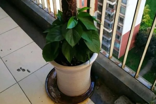 大叶绿萝中间的柱子是否要浇水，柱子吸水后可以为绿萝补充水分