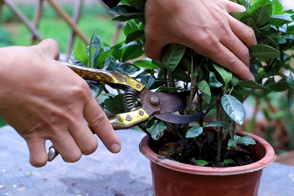 盆栽栀子花好不好养,盆栽栀子花很好养