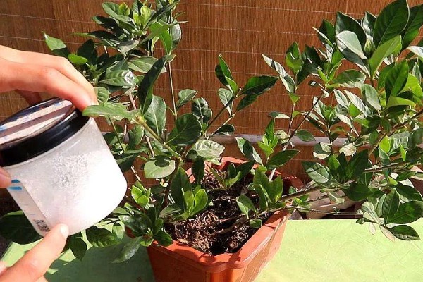 盆栽栀子花好不好养,盆栽栀子花很好养