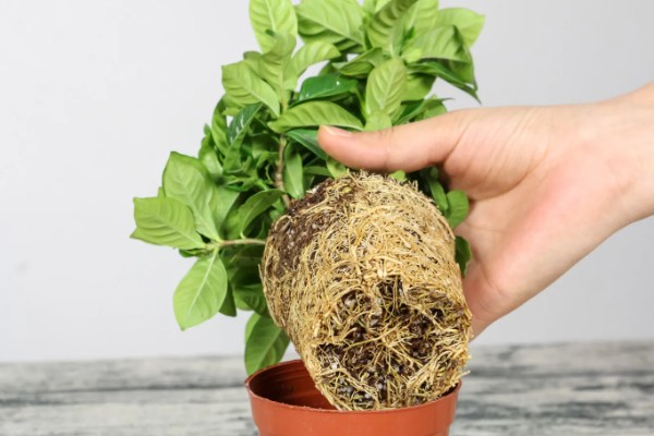 盆栽栀子花好不好养,盆栽栀子花很好养