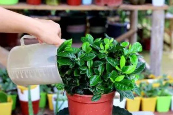 盆栽栀子花好不好养,盆栽栀子花很好养