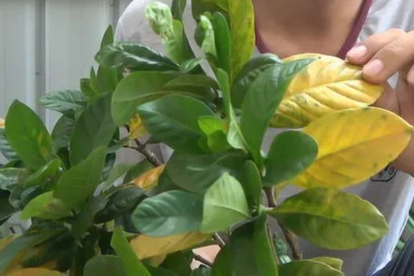 盆栽栀子花好不好养,盆栽栀子花很好养