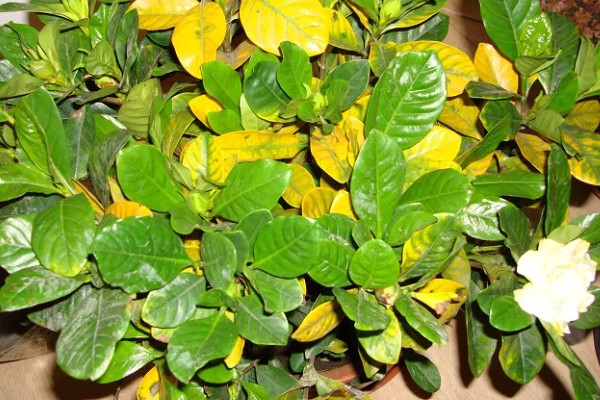 盆栽栀子花好不好养,盆栽栀子花很好养