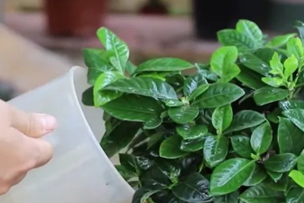 盆栽栀子花好不好养,盆栽栀子花很好养