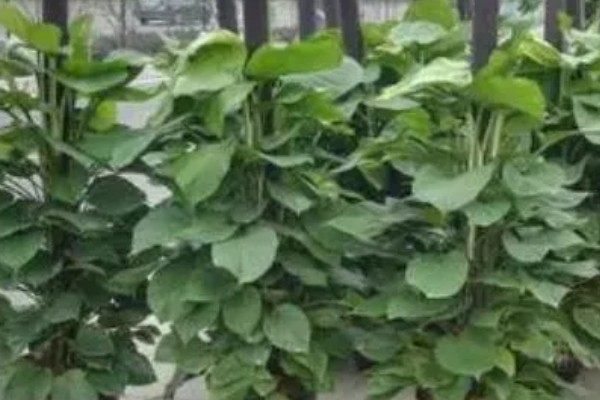 大叶绿萝中间的柱子是否要浇水，柱子吸水后可以为绿萝补充水分