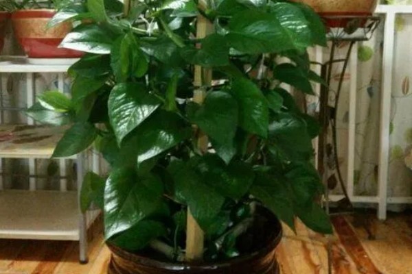 大叶绿萝中间的柱子是否要浇水，柱子吸水后可以为绿萝补充水分