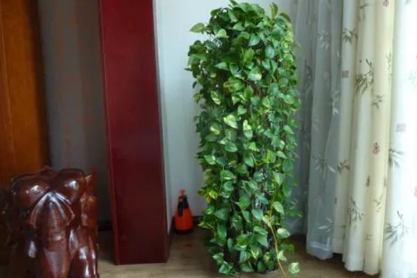 大叶绿萝中间的柱子是否要浇水，柱子吸水后可以为绿萝补充水分