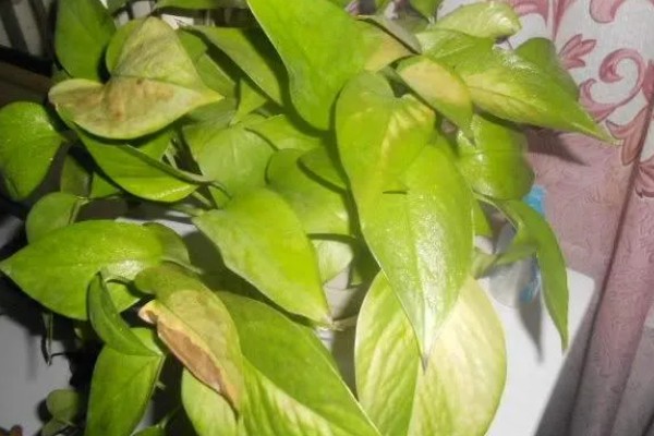 大叶绿萝中间的柱子是否要浇水，柱子吸水后可以为绿萝补充水分