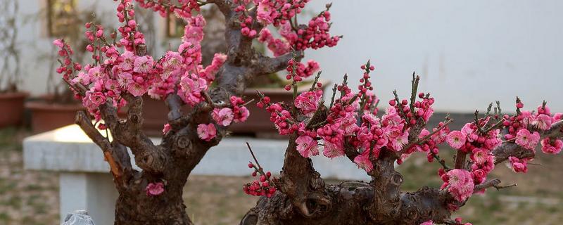哪些花卉可以养在室外，梅花、丁香花等品种比较耐寒