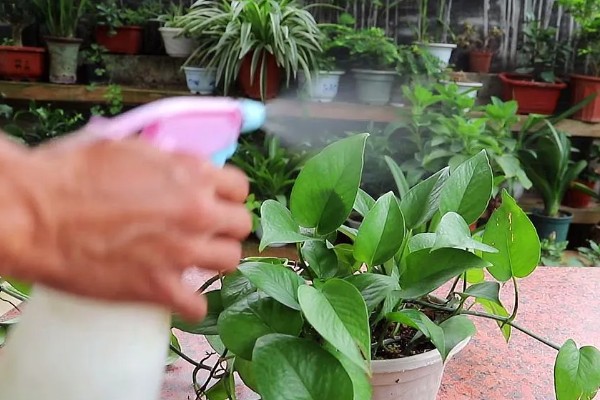 大叶绿萝中间的柱子是否要浇水，柱子吸水后可以为绿萝补充水分