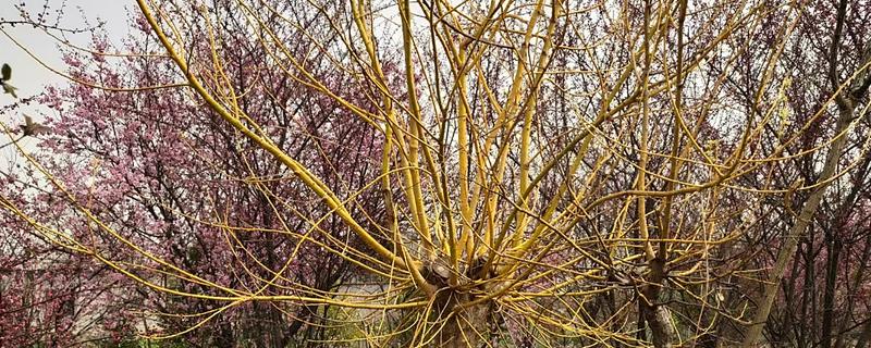 金枝槐的管理方法，生长初期每隔10天浇一次水