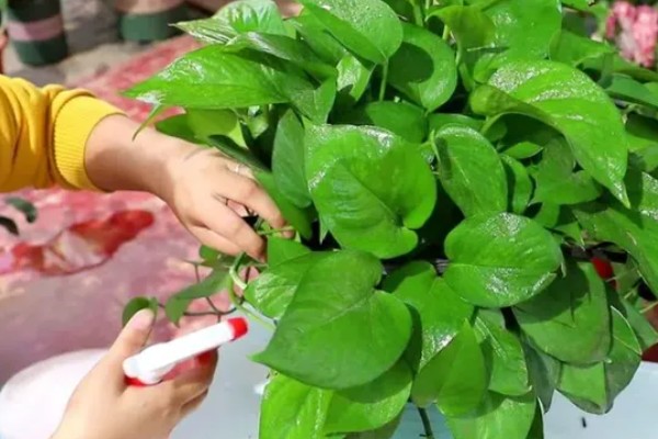 大叶绿萝中间的柱子是否要浇水，柱子吸水后可以为绿萝补充水分