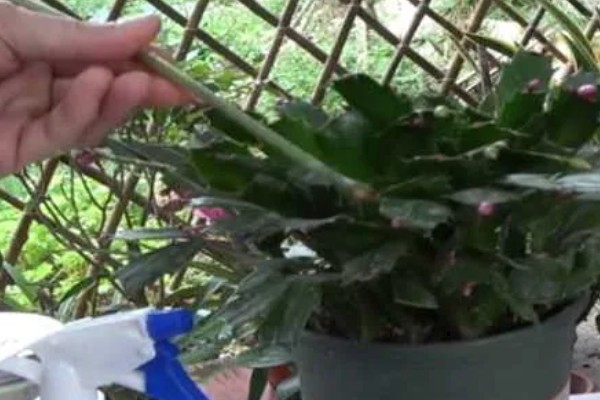 夏天如何养护蟹爪兰，在休眠期不需要施肥