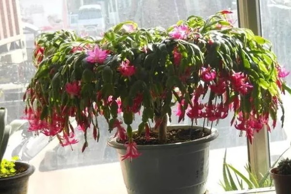 夏天如何养护蟹爪兰，在休眠期不需要施肥