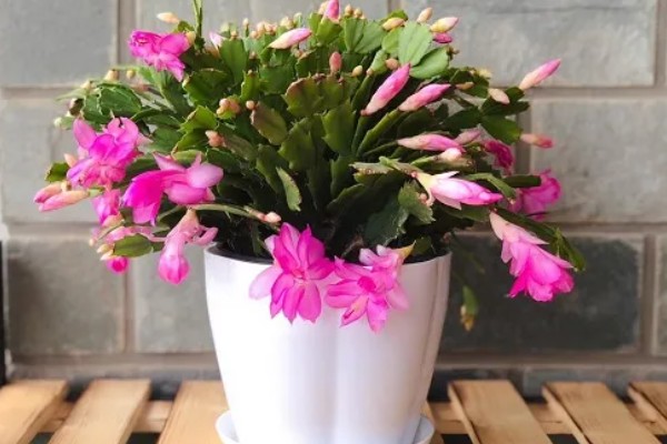 夏天如何养护蟹爪兰，在休眠期不需要施肥