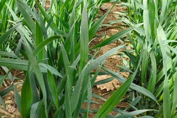 麦叶发黄的原因是什么，可能是播种时间较晚所致