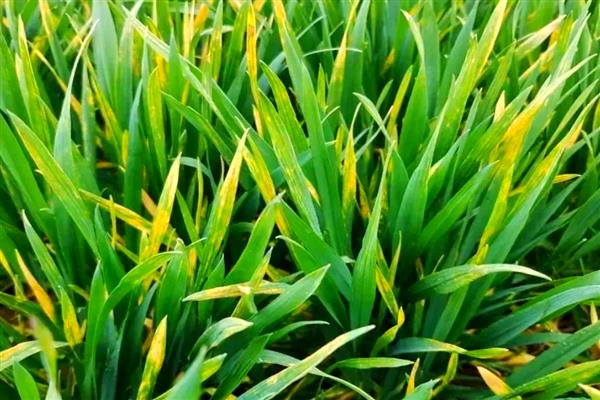 麦叶发黄的原因是什么，可能是播种时间较晚所致