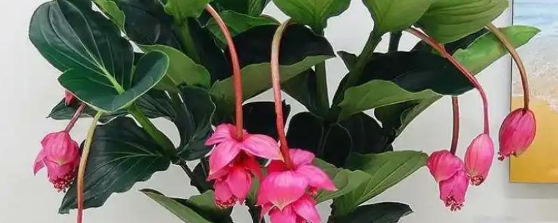 珍珠宝莲灯花怎么养殖，春秋冬三季放在光线明亮处