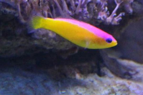 双色草莓鱼好不好养,与其它海水鱼相比,比较好养