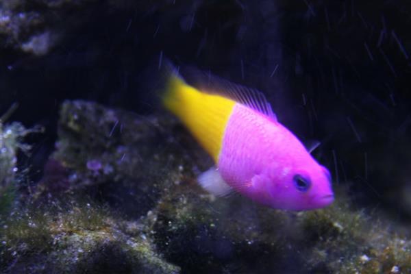 双色草莓鱼好不好养,与其它海水鱼相比,比较好养