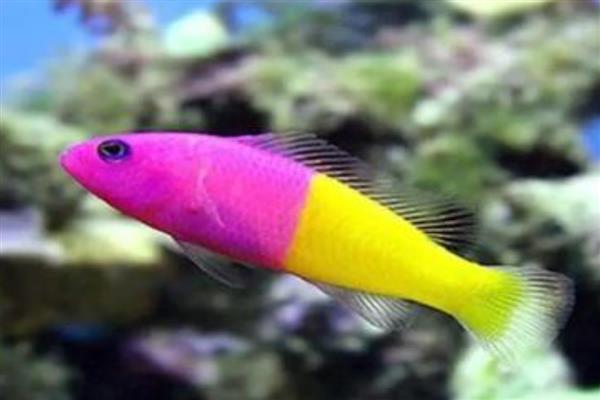 双色草莓鱼好不好养,与其它海水鱼相比,比较好养