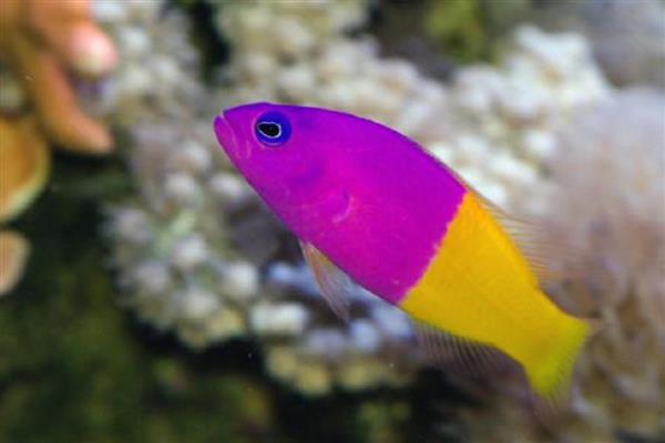 双色草莓鱼好不好养,与其它海水鱼相比,比较好养