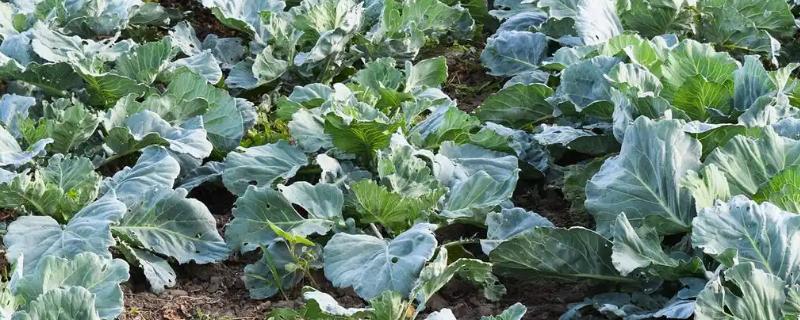 甘蓝黑胫病害的症状，成株期发病植株叶片会萎黄