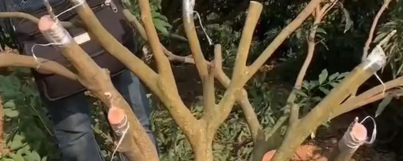 荔枝的嫁接方式，砧木的切口要削成斜面