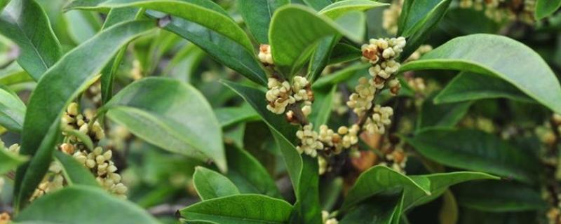 日香桂的养殖方法，多施磷肥可促使它持续开花