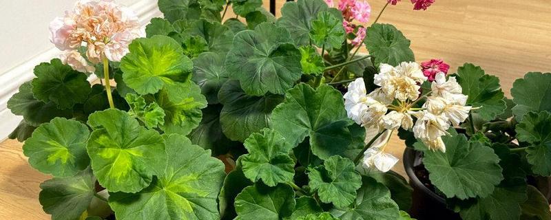 在室内养殖天竺葵会不会中毒，只要不误食就没有危害