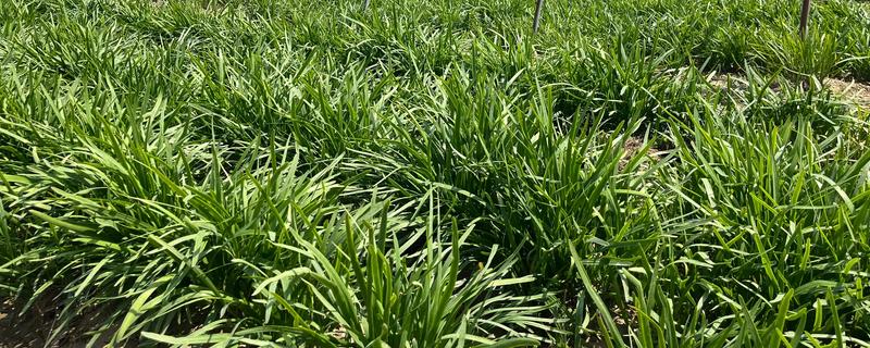 哪些肥料可作为韭菜专用肥，有腐熟的鸡粪、草木灰、饼肥等类型