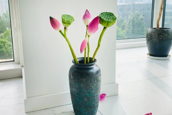 荷花生虫如何解决,饲养小鱼虾会捕食害虫