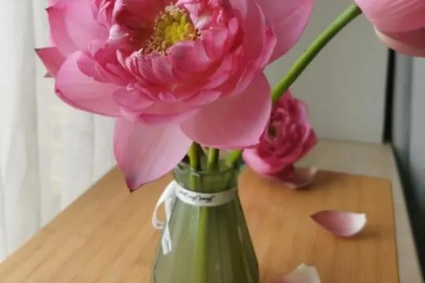 荷花生虫如何解决,饲养小鱼虾会捕食害虫