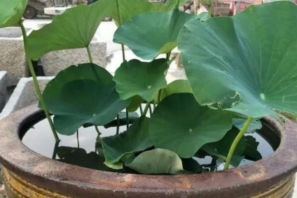 荷花生虫如何解决,饲养小鱼虾会捕食害虫