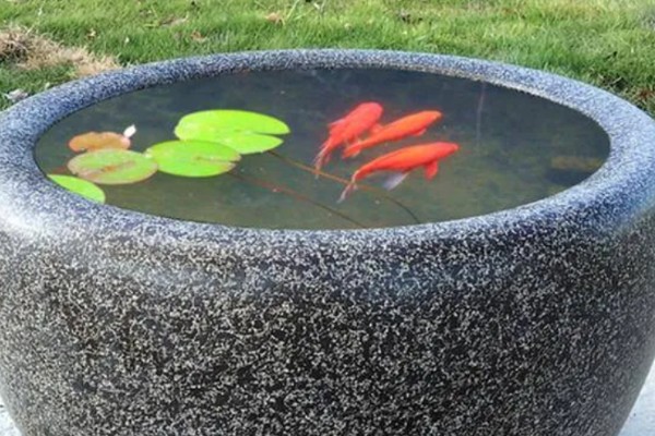 荷花生虫如何解决,饲养小鱼虾会捕食害虫