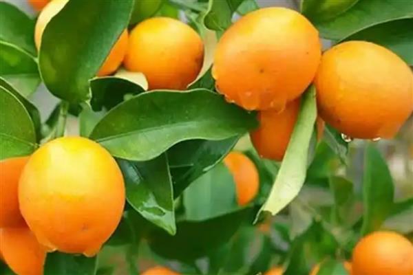 哪些橘子适合在北方种植，以金橘、脆皮金桔为宜