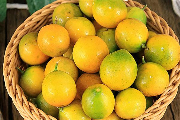 哪些橘子适合在北方种植，以金橘、脆皮金桔为宜