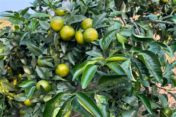 哪些橘子适合在北方种植，以金橘、脆皮金桔为宜