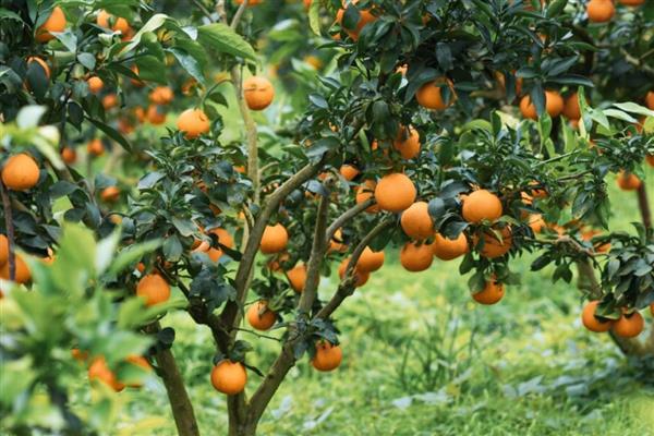 哪些橘子适合在北方种植，以金橘、脆皮金桔为宜