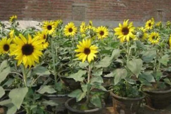 向日葵能送病人吗，可以送病人