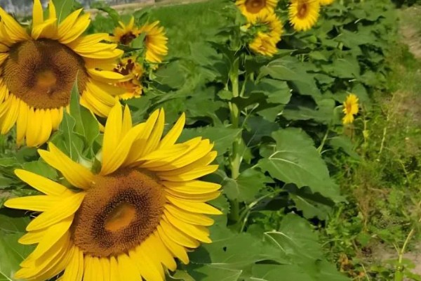 向日葵能送病人吗，可以送病人