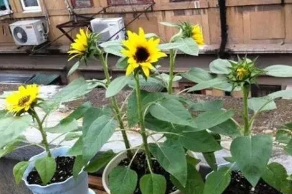 向日葵能送病人吗，可以送病人