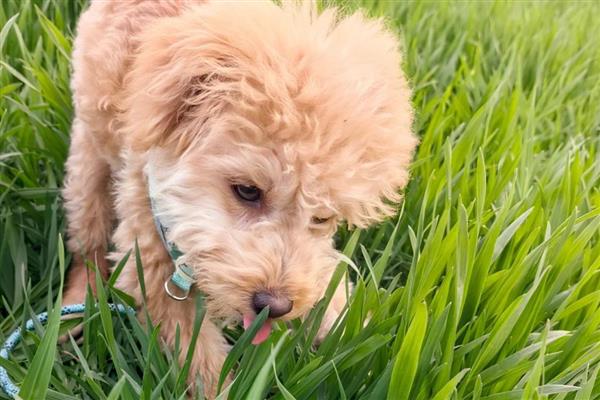 狗狗吃草的原因,可能是肠胃消化不良所致