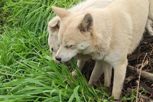 狗狗吃草的原因,可能是肠胃消化不良所致