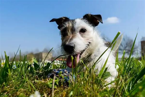 狗狗吃草的原因,可能是肠胃消化不良所致