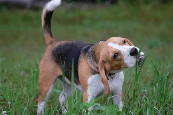 狗狗吃草的原因,可能是肠胃消化不良所致