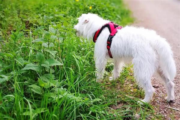 狗狗吃草的原因,可能是肠胃消化不良所致