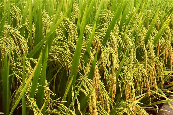 中国农业的哪些领域世界领先，有以下4种